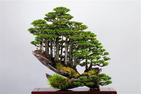 盆栽|Bonsai